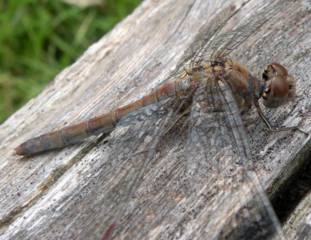 Libellula autunnale